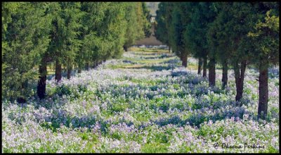 Tian-Tan-flowers-1.jpg