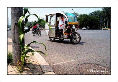 Urban-corn.jpg