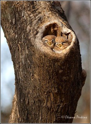 Owl Chicks, Ranthambore National Park