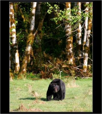 Bear 1, North Fork, Olympic Peninsula, WA