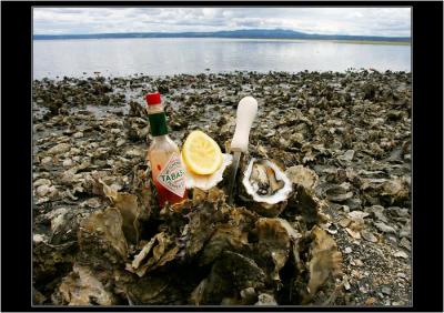 Oysters, Olympic Peninsula, WA