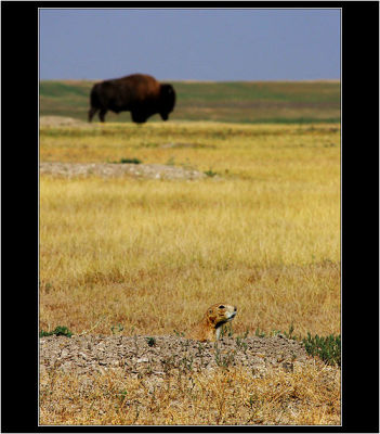 Prairie dog & Buffalo, Badlands NP