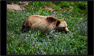 Grizzly, Yellostone NP