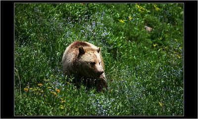 Grizzly 2, Yellostone NP