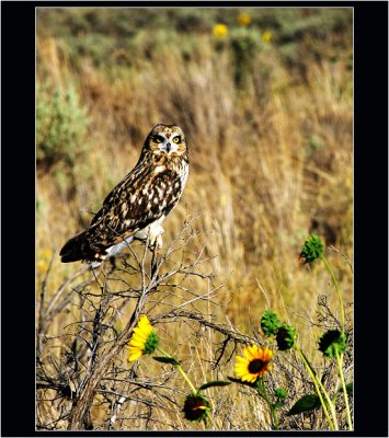 Owl 1, Idaho Desert