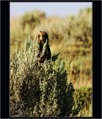 Owl 2, Idaho Desert