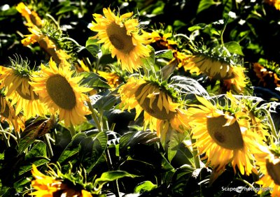 Tuscan_Sunflower_MG_9537.jpg