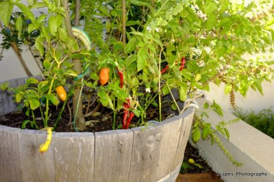 Fuji x100 Chillies OFTB_DSF0217.JPG