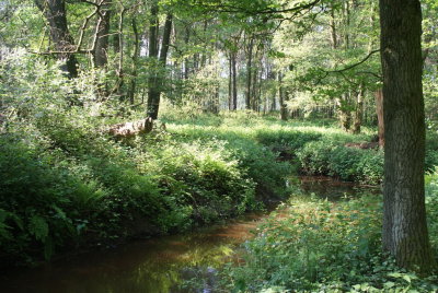Het riviertje de AA stroomt door volkomen ongerept natuurgebied.