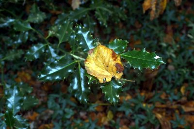 DSC01905.r.jpg