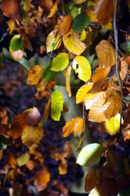 DSC01911.r.jpg