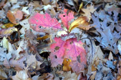 DSC01942.r.jpg
