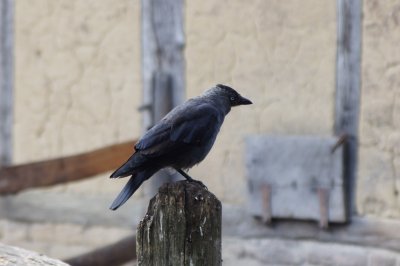 Archeon