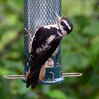 Female Hairy Woodpecker