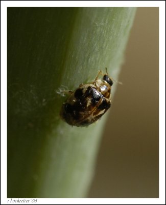 Ashey Gray Ladybug Beetle