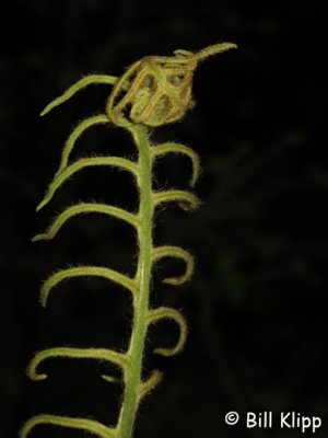 Fern,  Ulva Island Fern  2