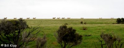 Sheep,  Napier /  Cape Kidnappers  1