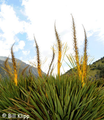 Wild Spaniard Grass,  Aoraki / Mt Cook  1
