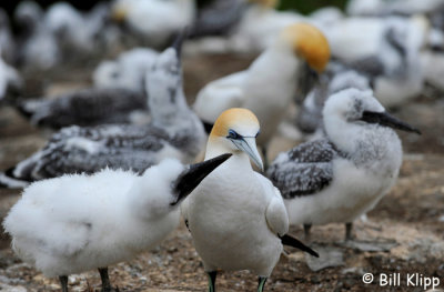 Gannet and Chick,  Napier Cape Kidnappers  5