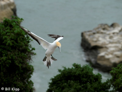 Gannet Landing to feed Chick,  Napier Cape Kidnappers  4