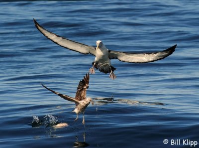 Salvins Albatross, Kaikoura  1
