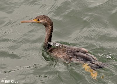 Spotted Shags,  Dunedin  7