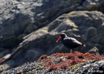 Variable Oyster Catcher,  Doubtful Sound  1