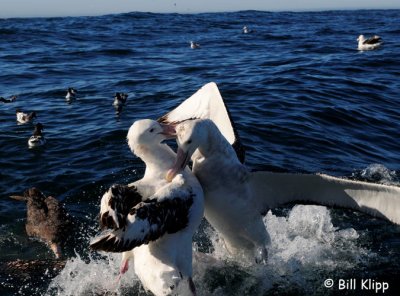 Wandering Albatross Sparing,   Kaikoura  4