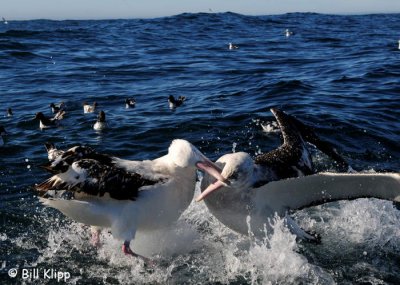 Wandering Albatross Sparing,   Kaikoura  5