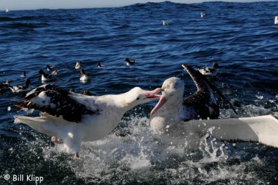 Wandering Albatross Sparing,   Kaikoura  6