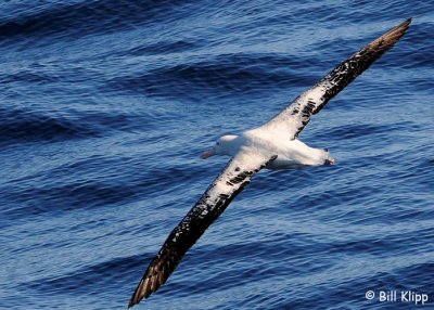 Wandering Albatross,  Doubtful Sound  1