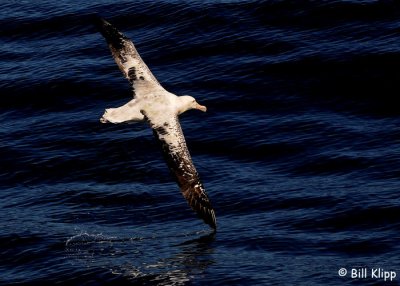 Wandering Albatross,  Kaikoura  2