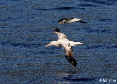 Wandering and Bullers Albatross,  Doubtful Sound  1