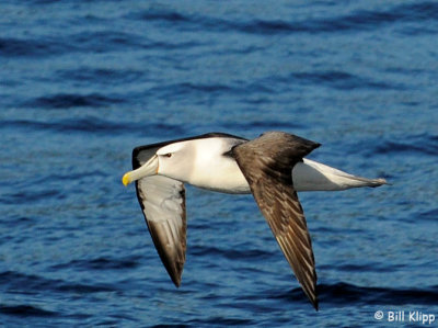 White Capped  Albatross,  Doubtful Sound  1