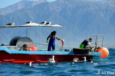 Fishing Boat,   Kaikoura  1