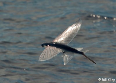 Flying Fish,  North Island  2