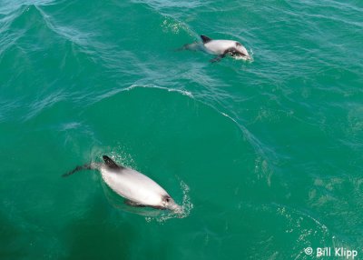 Hectors Dolphins,  Akaroa  1