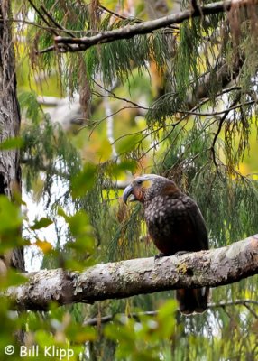 Kaka,   Ulva Island   1