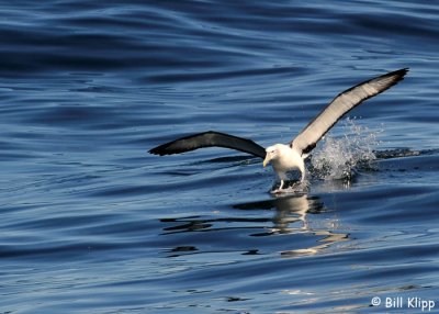 White Caopped  Albatross,  Kaikoura  4