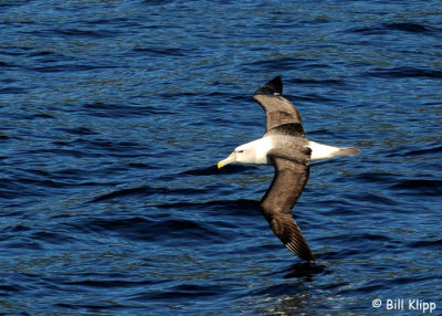White Capped  Albatross  Doubtful Sound  2