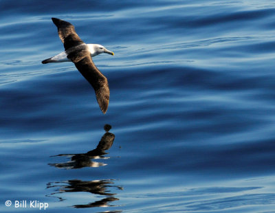 Salvins  Albatross  Doubtful Sound  3