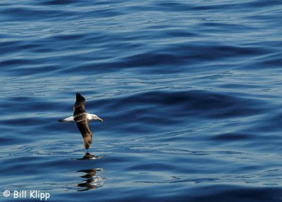 Salvins Albatross  Doubtful Sound  4