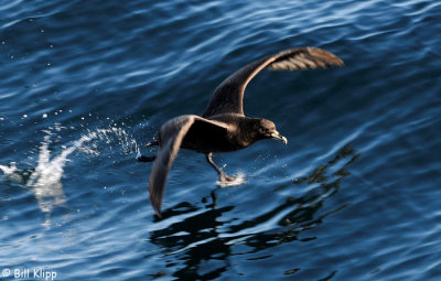 White Chinned Petrel,  Doubtful Sound  1