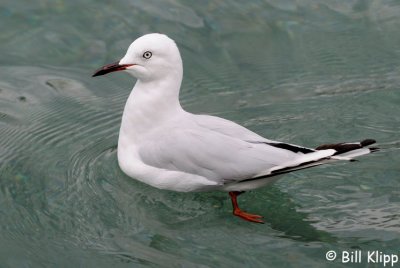 Black Billed Gull,   Queenstown   1