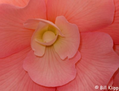 Begonias, Christchurch Botanical Gardens 3