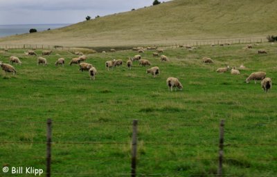 Cape Kidnappers Sheep Station,   Napier  2