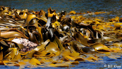 Kelp,  Shelter Island   4
