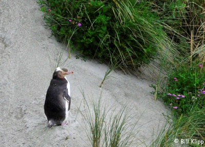 Yellow Eyed Penguin,  Otago Peninsula  1