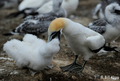 Gannet Feeding Chick,  Napier / Cape Kidnappers  2