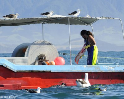 Fishing Boat,   Kaikoura  4